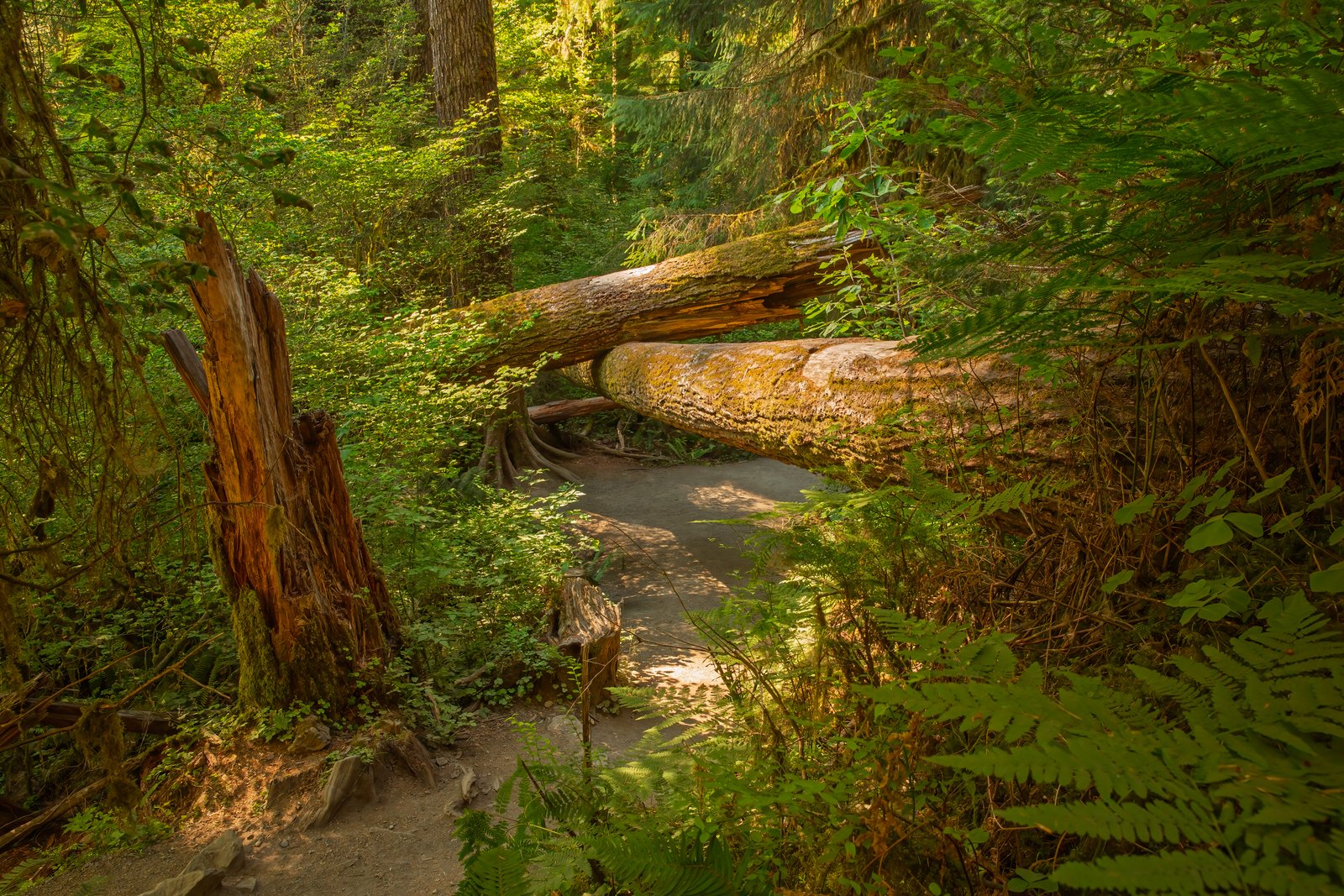 Hoh Rainforest with dappled Light